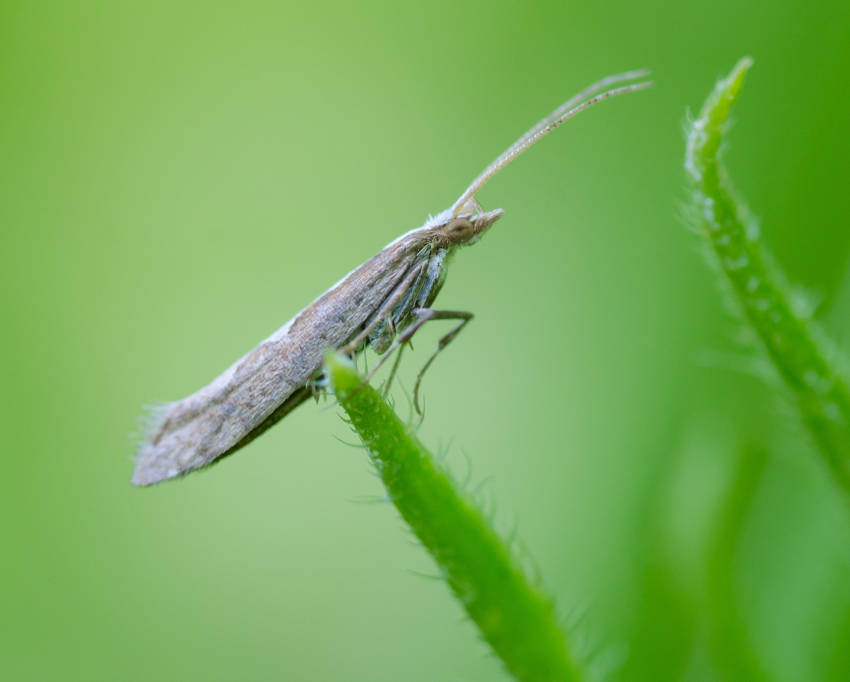 Plutella xylostella moth